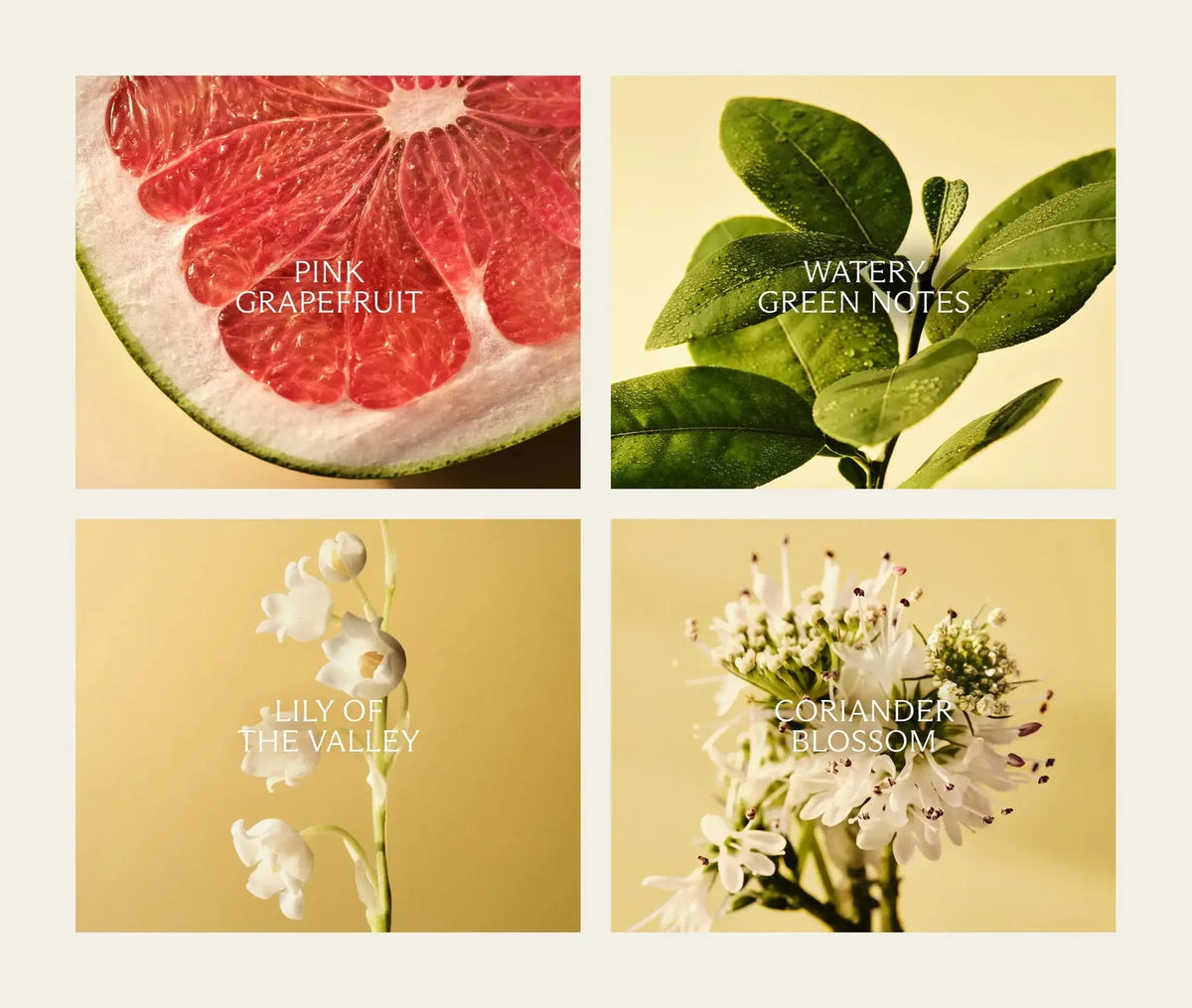 Grapefruit Decorative 3-Wick Candle
