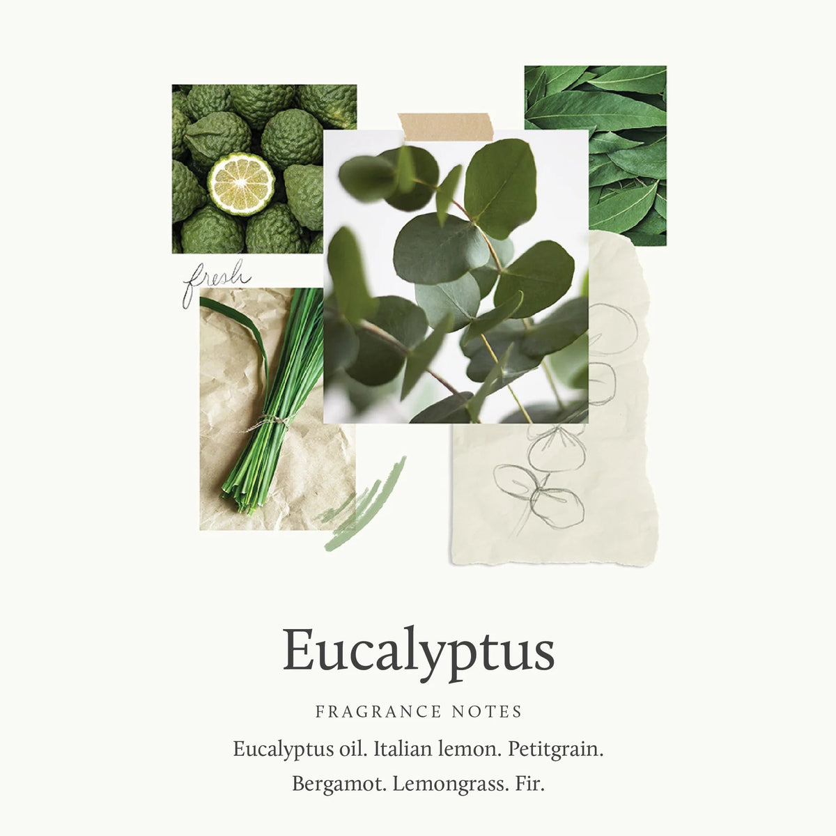 Eucalyptus Replenishing Hand Lotion - Robert's-Thymes-Robert's