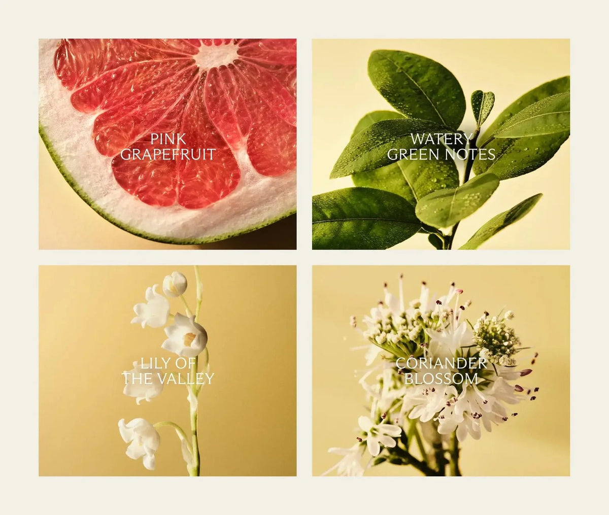 Grapefruit Decorative 3-Wick Candle - Robert's-NEST New York-Robert's